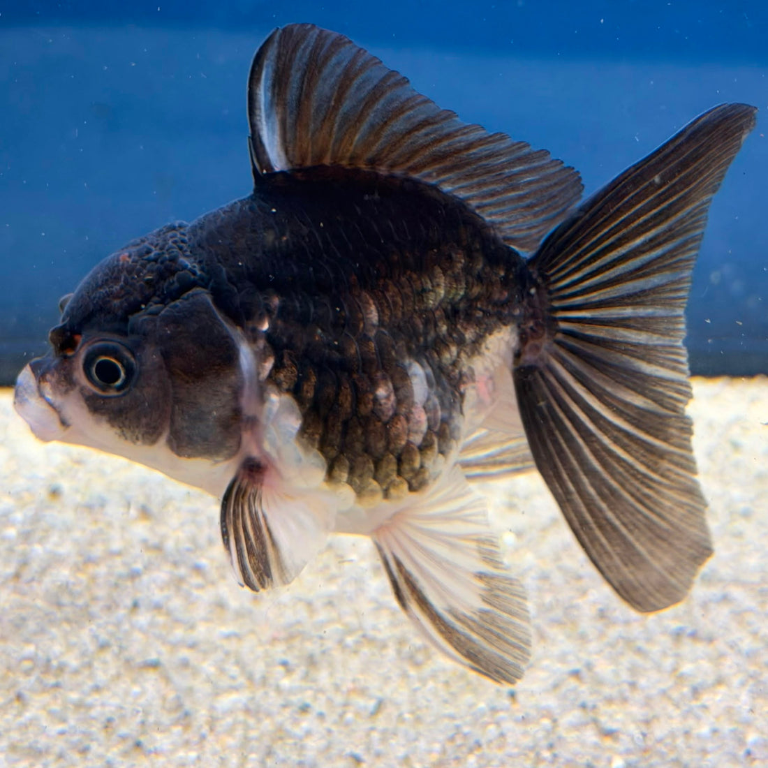 Thai Oranda Panda 2" Female (FEB-490)