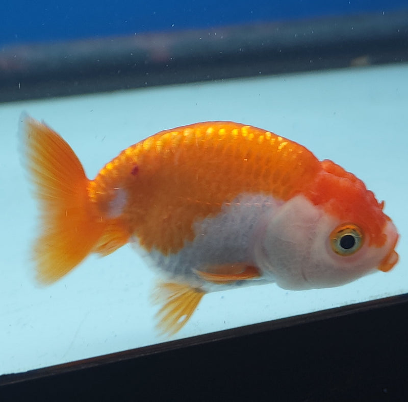 Chinese Ranchu Red & White 2in Female (FEB-332)R3B16