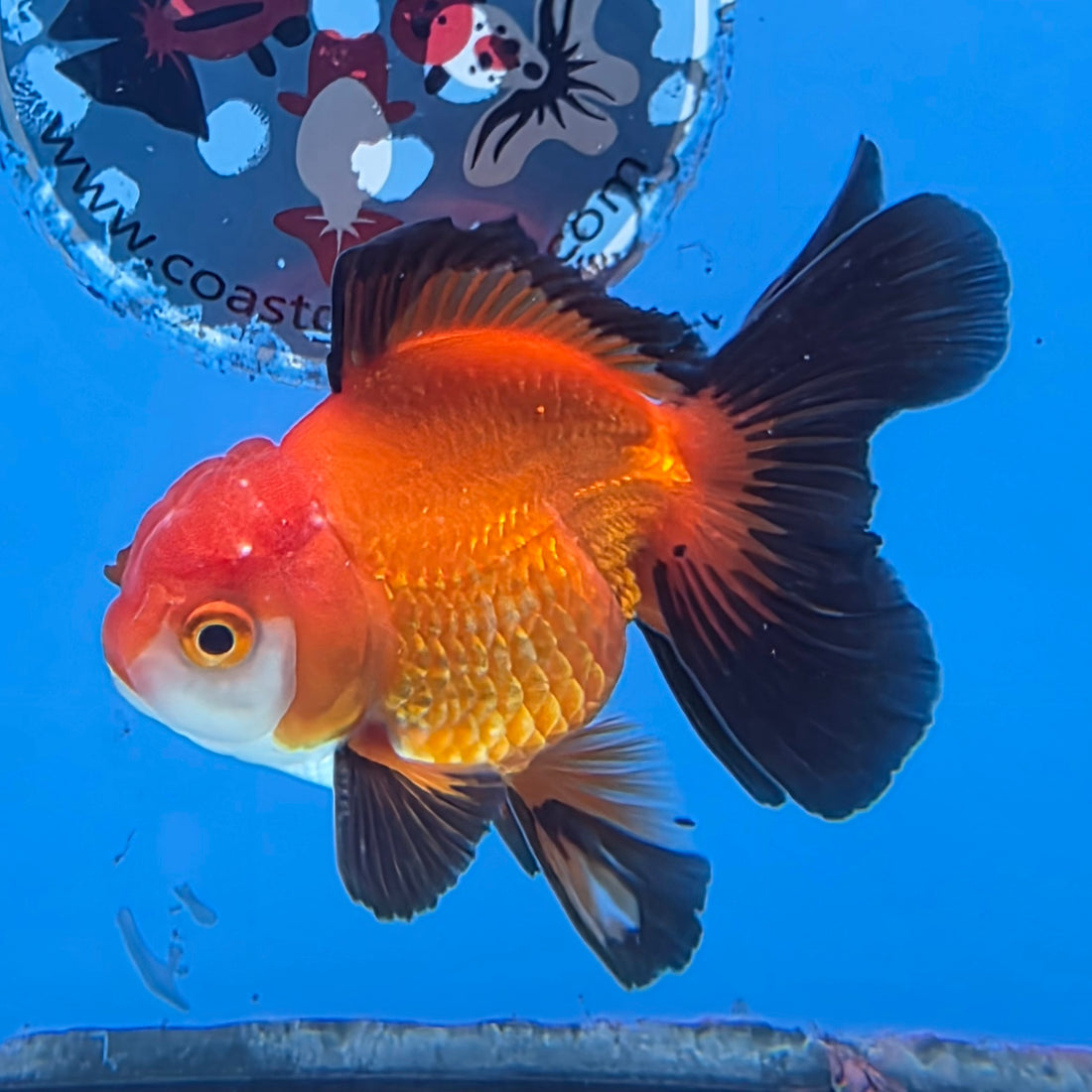 Thai Oranda Jumbo Breed Apache 3.5" Body Female (FEB-606)