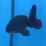 Thai Ranchu Super Black 2.5” Female(FEB-669)R3B03
