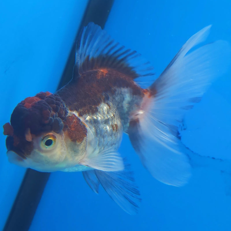 Thai Oranda Silver Panda 2.5” Female (FEB-364)R3B20
