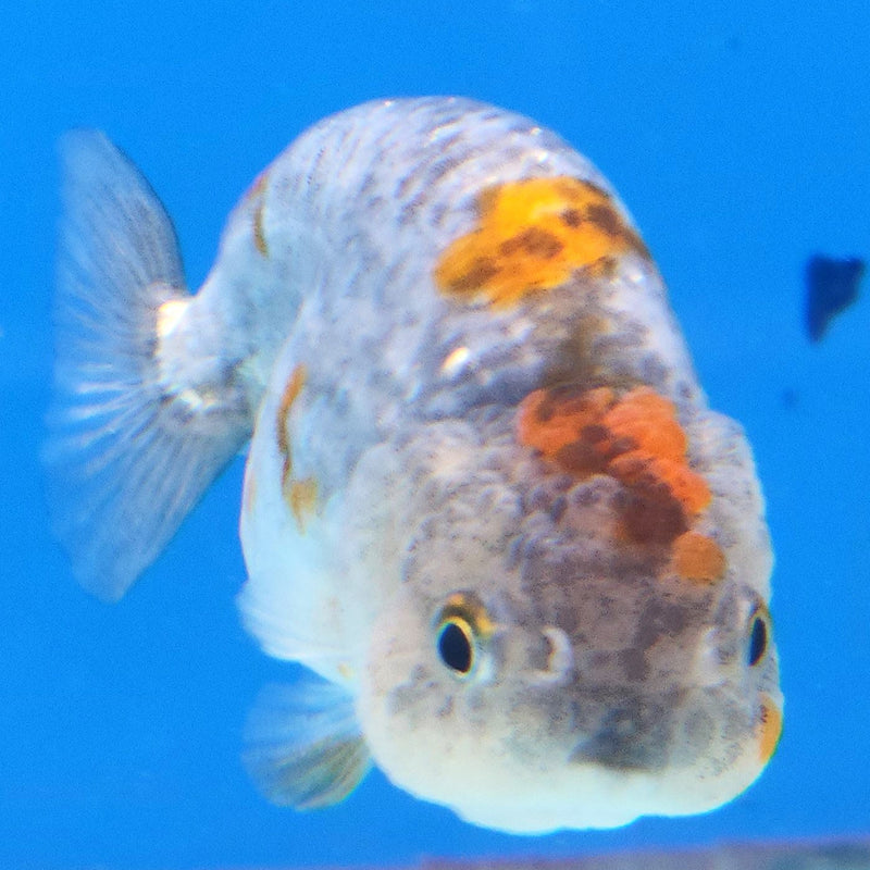 Thai Ranchu Calico 2.5in Female (FEB-342)R3A14