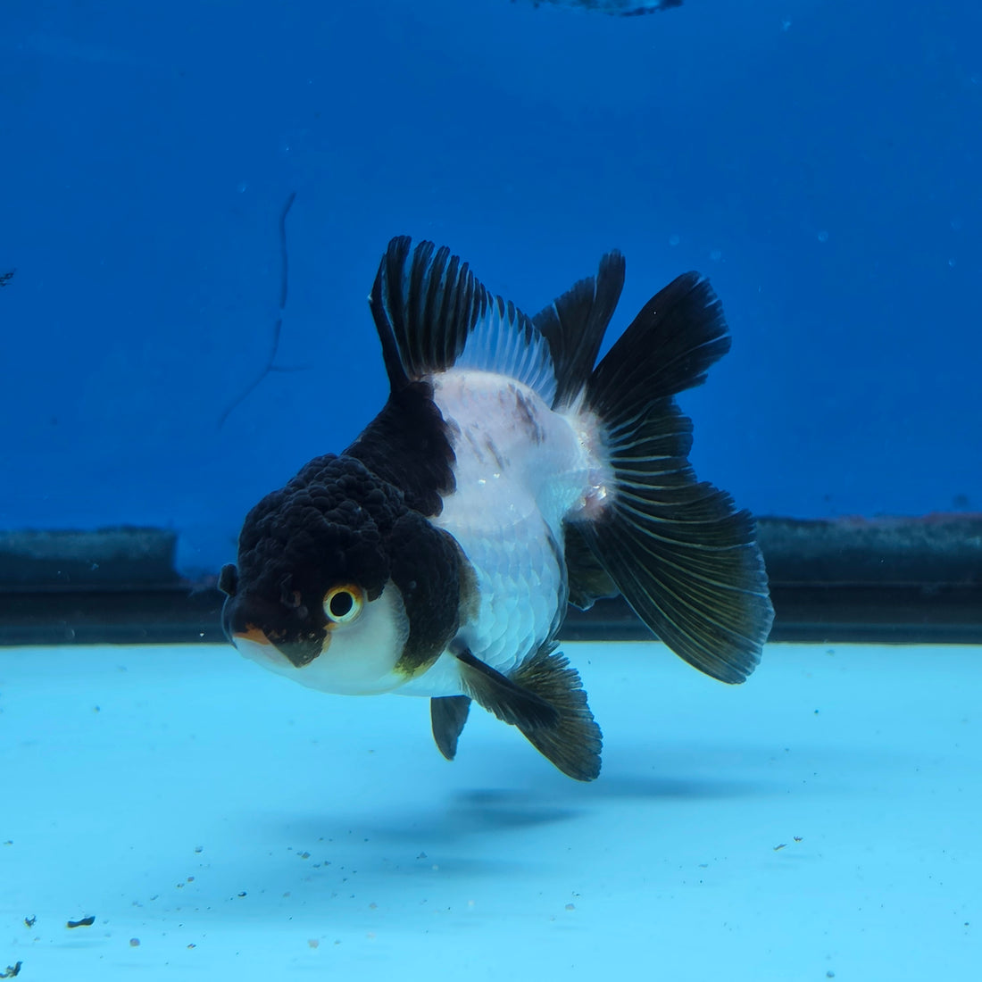 Thai Oranda Panda 3 in Body Female (FEB-519)R3A08