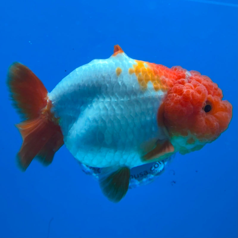 Thai Ranchu Red & White Shark 4in Female (FEB-445)BLUETUBA