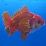 Thai Jumbo Oranda Red & White 4in Female (FEB-232)R2A13