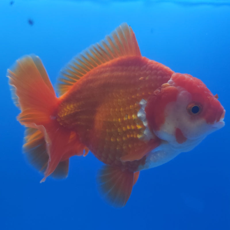 Thai Jumbo Oranda Red & White 4in Female (FEB-232)BLUETUB1