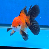 Thai Oranda Apache 3 inch Body Male (FEB-871)R2B02