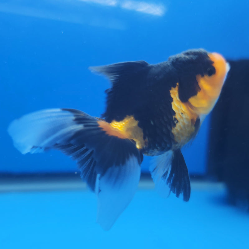 Thai Oranda Apache Tri-Color 2.5in Female (FEB-202)R3B06