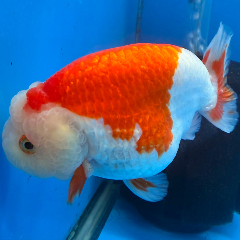 Thai Red & White Ranchu 4” Body Female(FEB-404) BLUETUBD