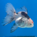 Thai Oranda Tri-Color 3in Female (FEB-687)R3A06