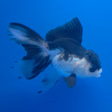 Thai Oranda Panda 3.00" Body Female (FEB-759)R2B07
