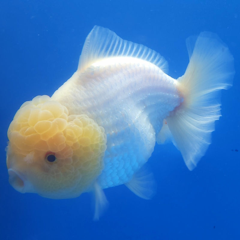 Thai Jumbo Oranda Lemonhead 4in Female (FEB-231)BLUETUB1