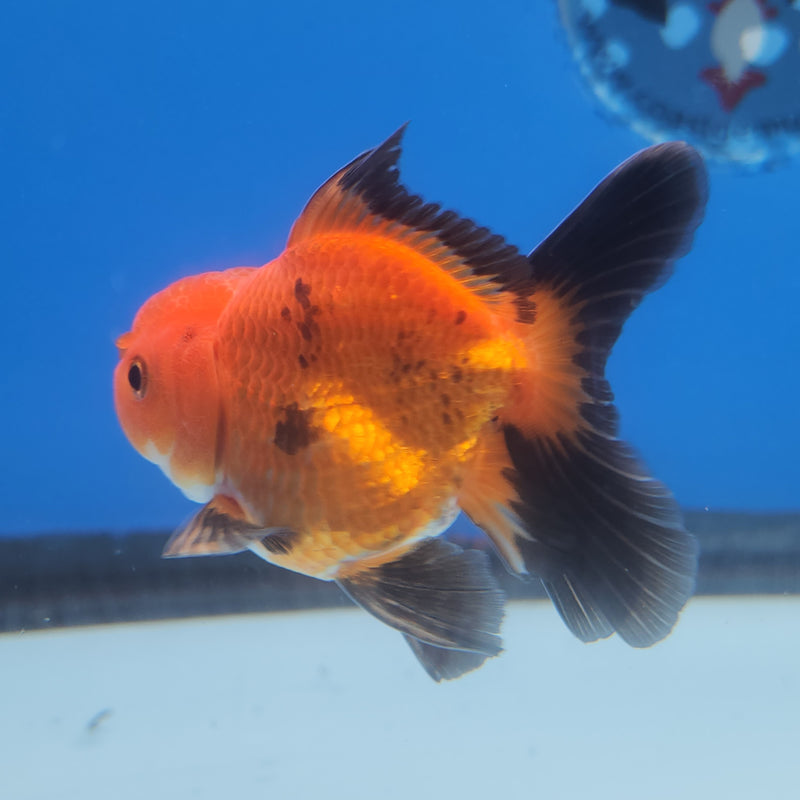 Thai Oranda Tri-Color 2.5in Female (FEB-200)R3B07