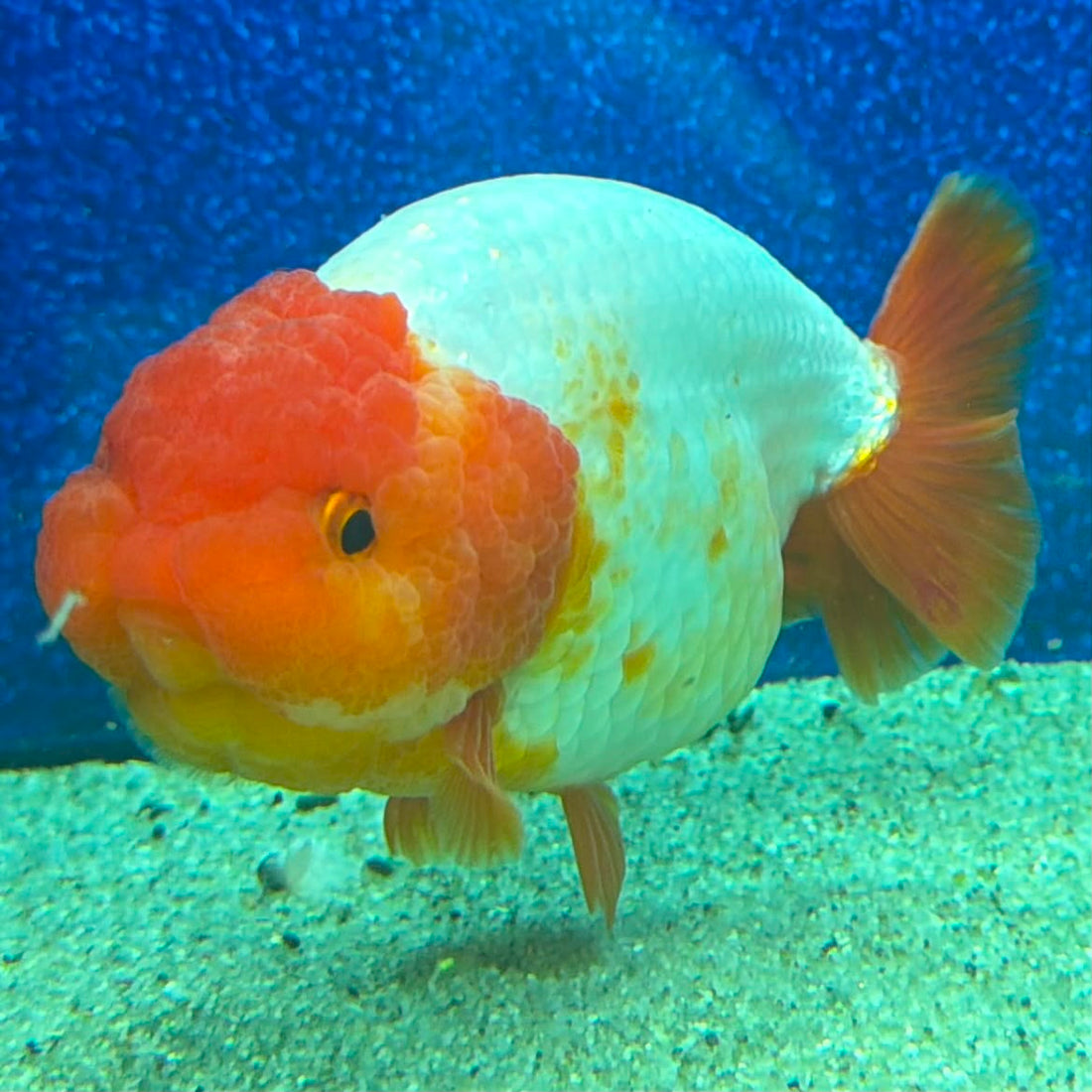 Thai Ranchu Red & White 3.5in Female (FEB-466)BLUETUBA
