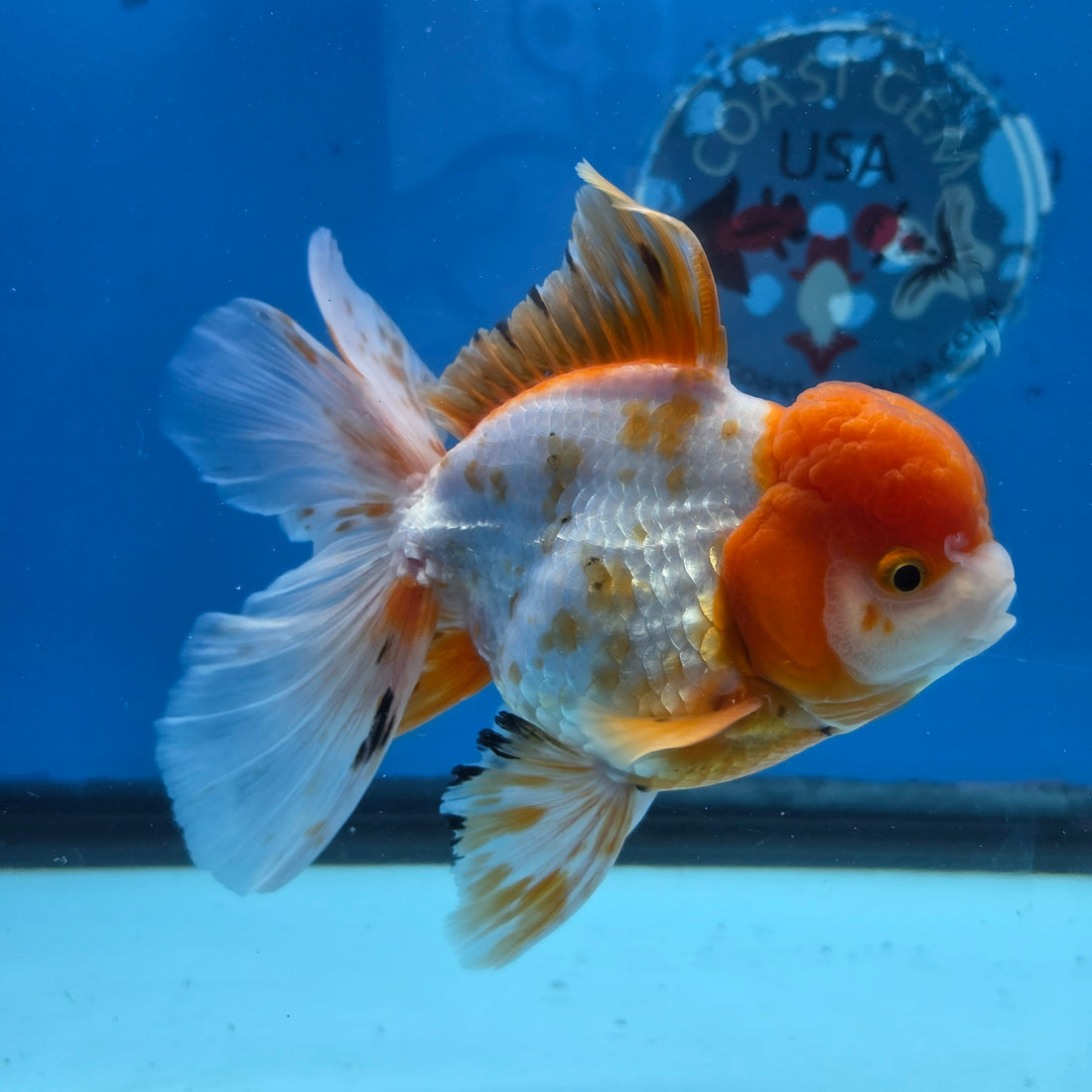 Thai Oranda Red and White 4.5" Body Female 9mths(FEB-574)R2A02