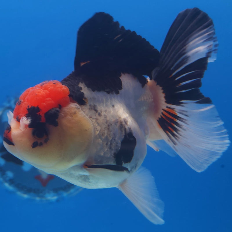 Thai Jumbo Oranda Tri-Color 5in Female (FEB-218)BLUETUB2