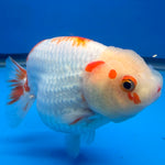 Thai Red & White Lemonhead Ranchu 4” Body Female(FEB-412) BLUETUBD