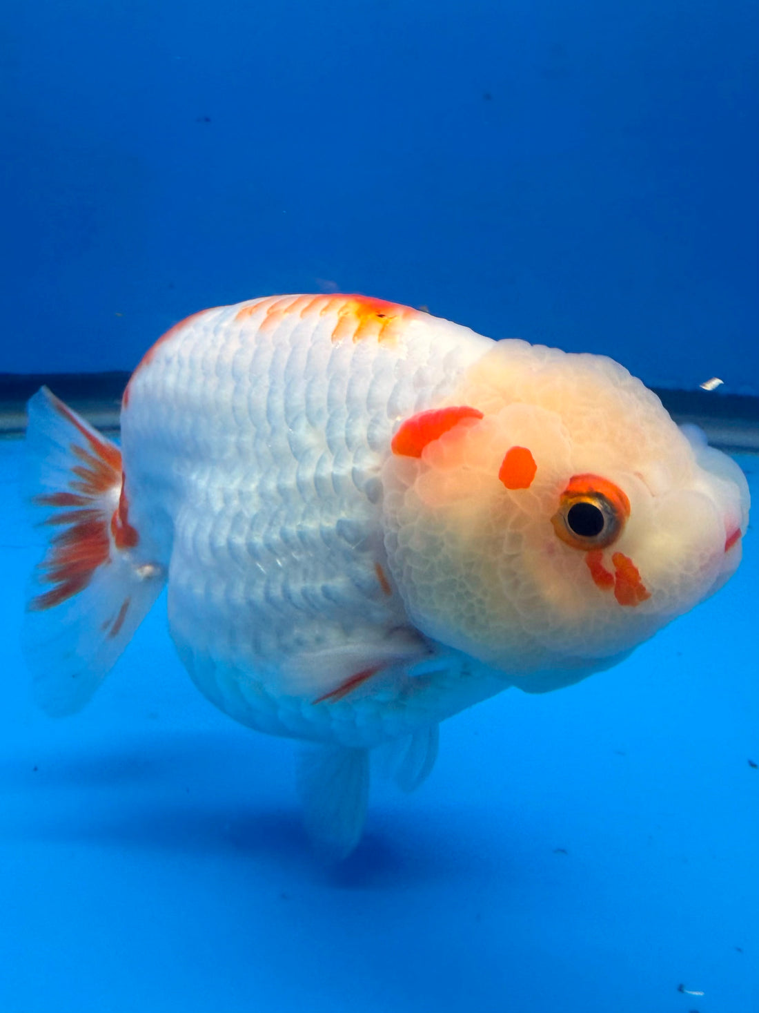 Thai Red & White Lemonhead Ranchu 4” Body Female(FEB-412) BLUETUBD