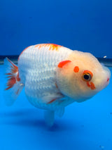 Thai Red & White Lemonhead Ranchu 4” Body Female(FEB-412) ShowTankB✅