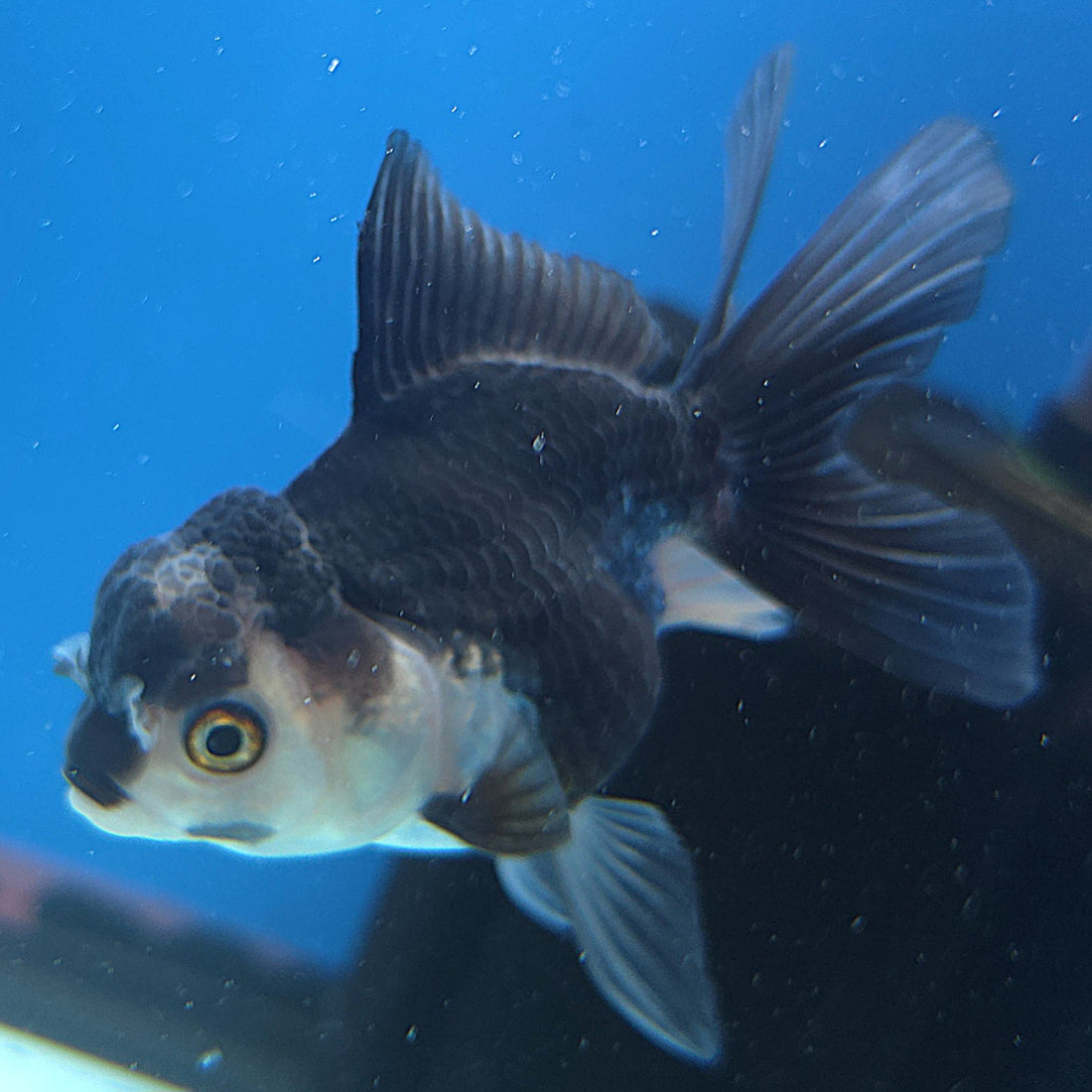Thai Oranda Panda 2.5” Female(FEB-649)R3B05