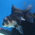 Thai Oranda Panda 2.5” Female(FEB-649)R3B05