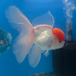 Thai Oranda Red & White 3.5” Male(FEB-710)R1A07