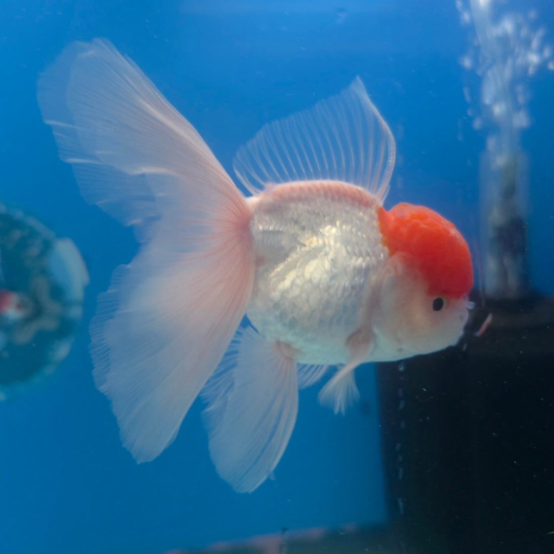 Thai Oranda Red & White 3.5” Male(FEB-710)R1A07