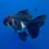 Thai Oranda Red Cap Apache 3.00" Body Male (FEB-794)R1B03