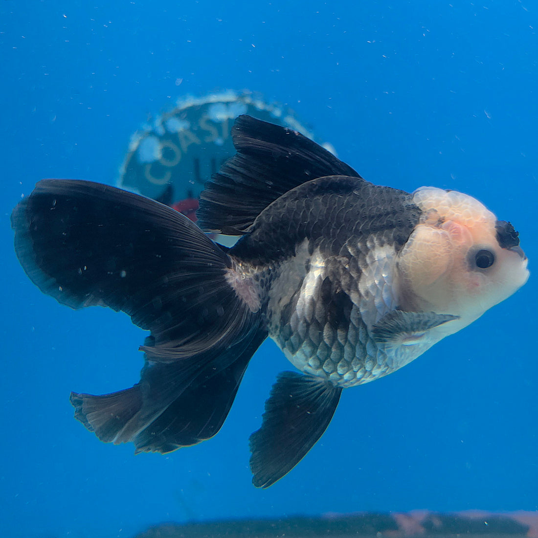 Thai Oranda Lemonhead Panda Silver 2.5” Female(FEB-683)R3B01