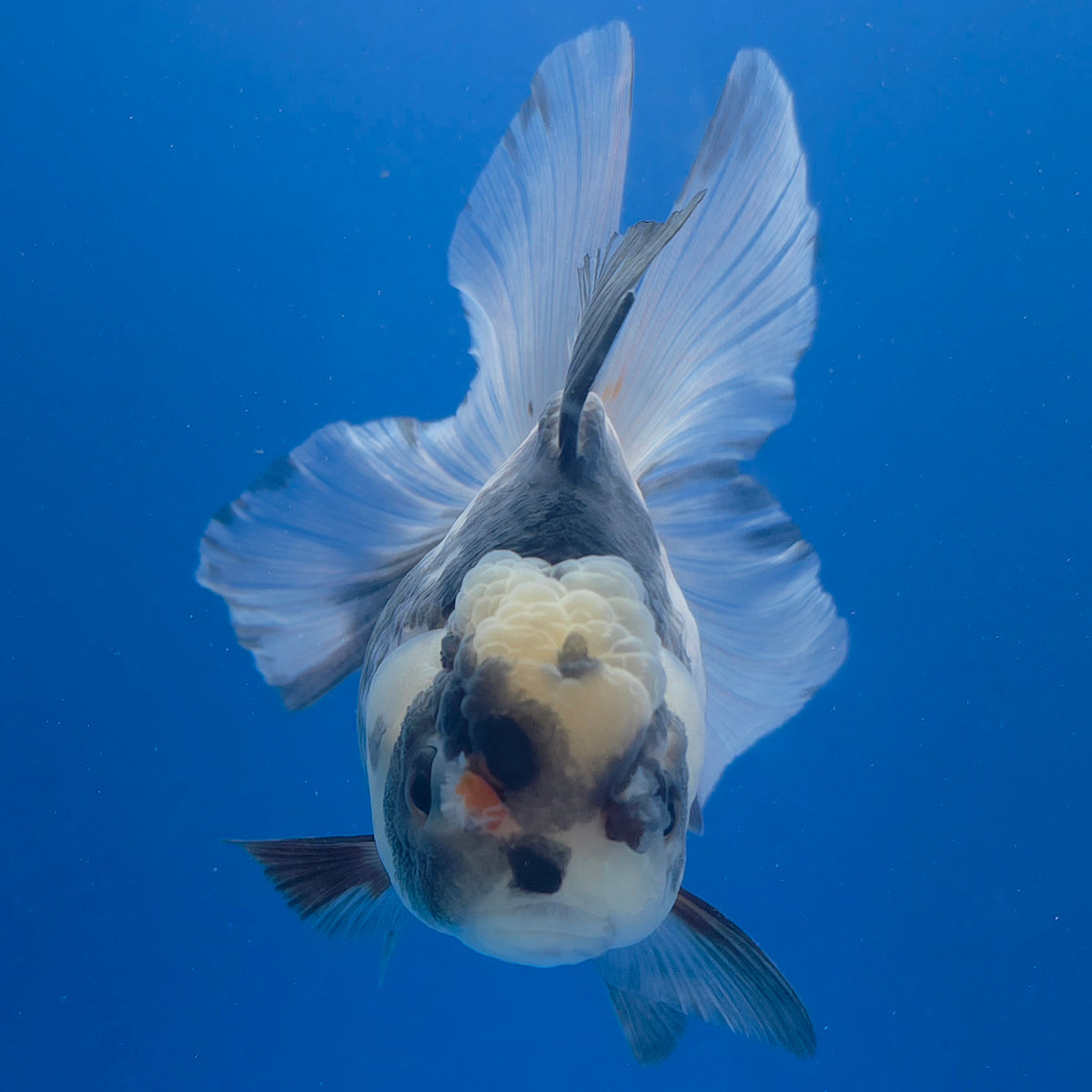 Thai Oranda Lemonhead Panda 3.00" Body Female (FEB-799)R1B03