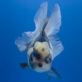 Thai Oranda Lemonhead Panda 3.00" Body Female (FEB-799)R1B03