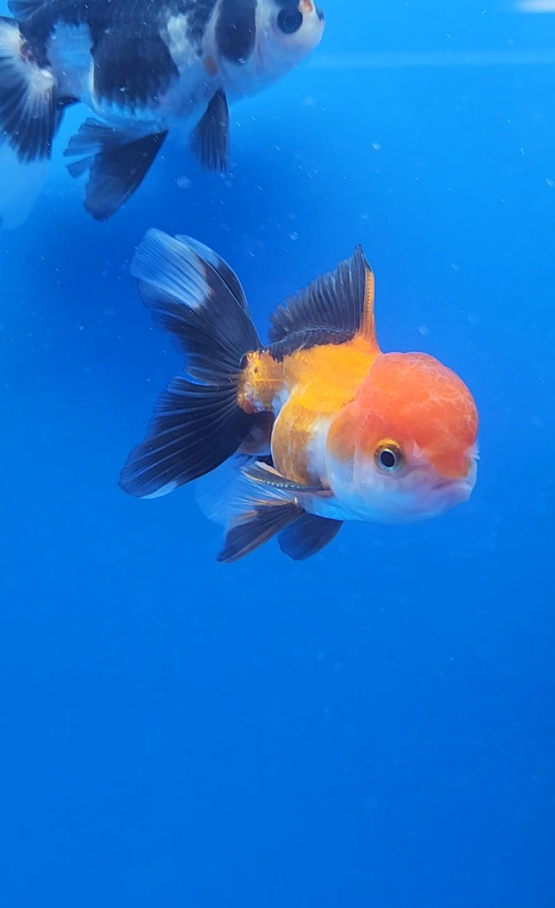 Thai Oranda Red & White Tri-Color 2.5 F (FEB-187)R3A06