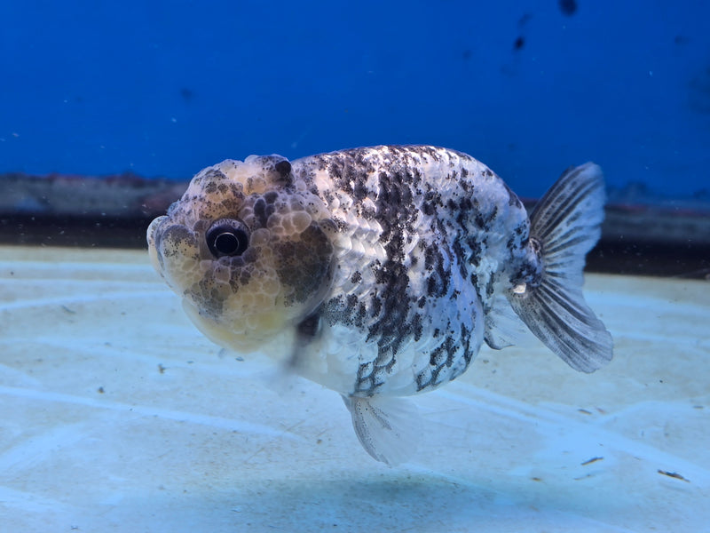 Thai White Tiger Ranchu 3.00 inch Body Female (NNN-2065)R1A05