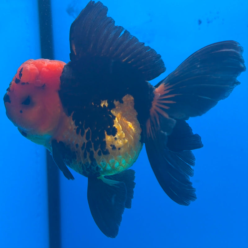 Thai Oranda Apache Male 3.5 in (FEB-454)BLUETUBA