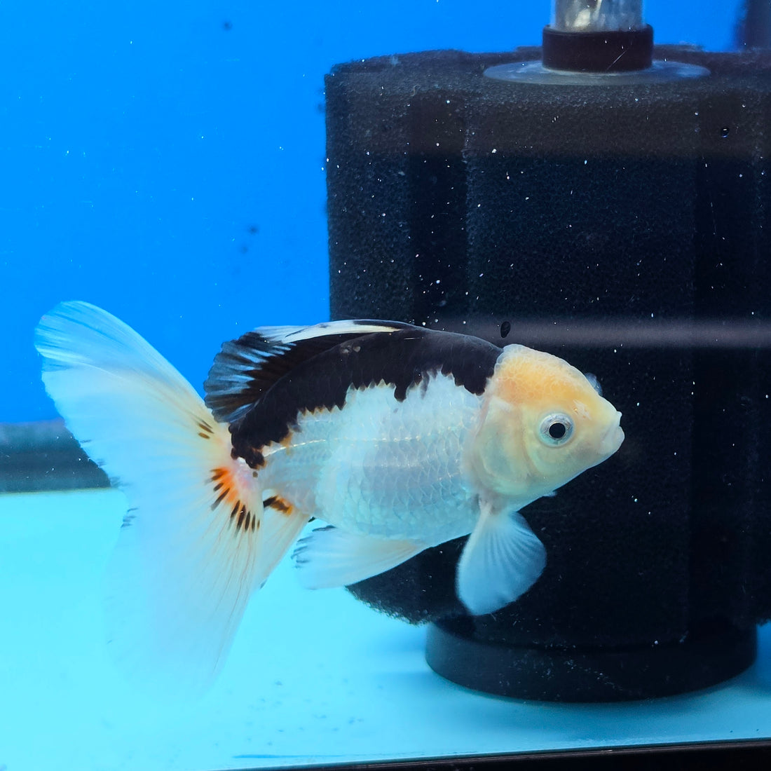 Thai Oranda Panda 2.8 in Body Female (FEB-529)R3A06