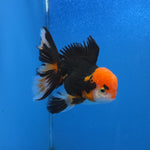 Thai Oranda Red Cap Panda Color 3.3 in Body Male (FEB-536)R3A03