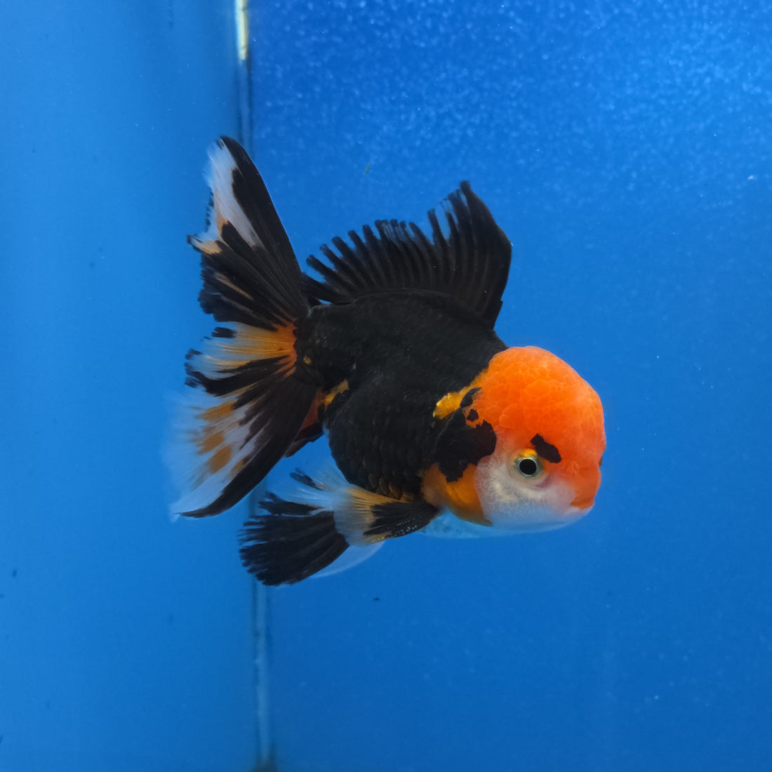 Thai Oranda Red Cap Panda Color 3.3 in Body Male (FEB-536)R3A03