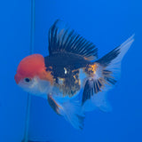 Thai Oranda Red Cap Panda 3.5" Body Female (FEB-774)R2B07
