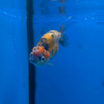 Thai Ranchu Gold Calico 2.5in Female (FEB-702)R3B13