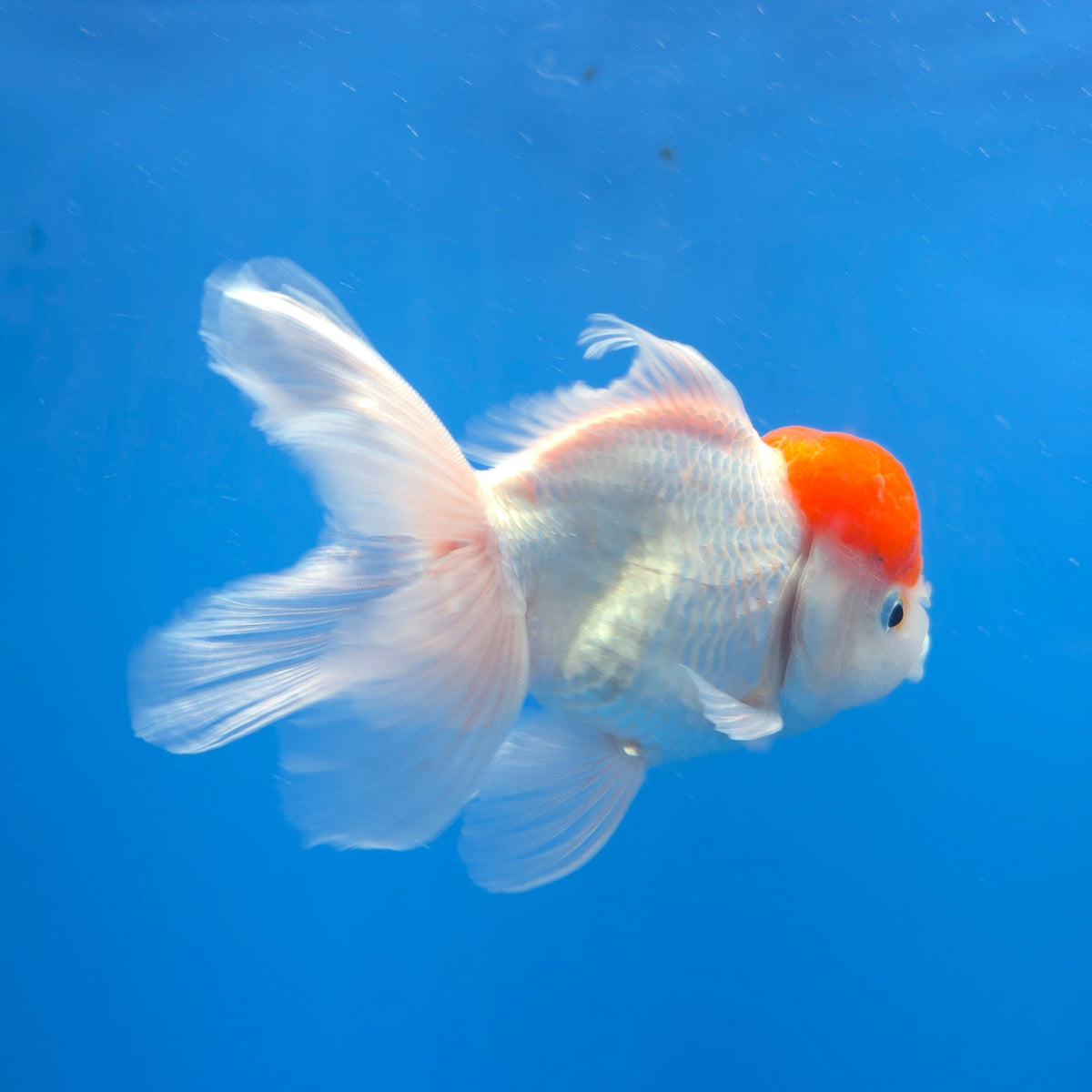 Thai Oranda White Red Cap 3.0" Body Female (FEB-766)R2B607
