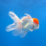 Thai Oranda White Red Cap 3.0" Body Female (FEB-766)R2B607