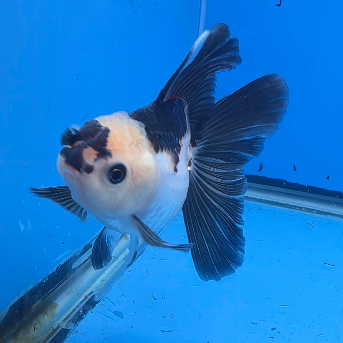 Thai Oranda Lemon Head Panda Jumbo Breed 2.8" Body Female 6mths(FEB-541)