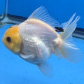 Thai Oranda Lemon Head Snow White Jumbo Breed 2.8" Body Female 6mths(FEB-545)