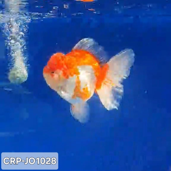 Thai Premium Jumbo Polkadot Oranda 5.00 inch Body Oranda (CRP-JO1028)