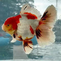 Thai Jumbo Tri Color Orchid Tail Oranda 5.00 inch Body (QGF-JO1233)BLUETUBA