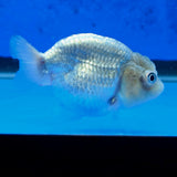 Thai Ranchu Silver 2.30" Body Female (FEB-874)R2B06