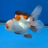 Thai Oranda Lemonhead Tri-Color 3.00" Body Male (FEB-798)R1B03