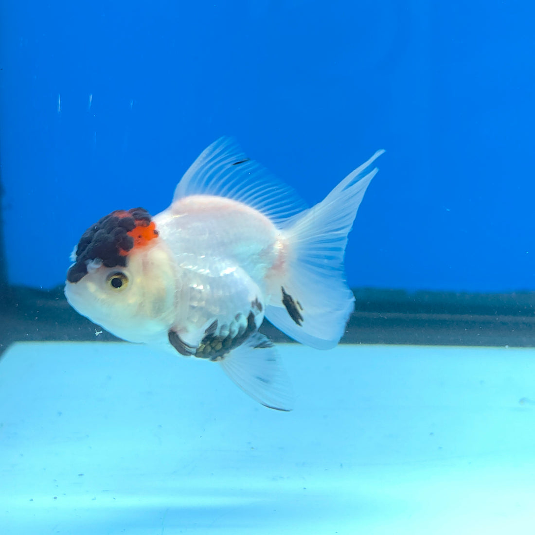 Thai Oranda Black Red Head Panda Jumbo Short body breed 2.5" Body Female 6mths(FEB-559)R3B22