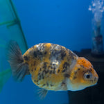 Thai Ranchu Gold Calico 2.5in Female (FEB-706)R3B18