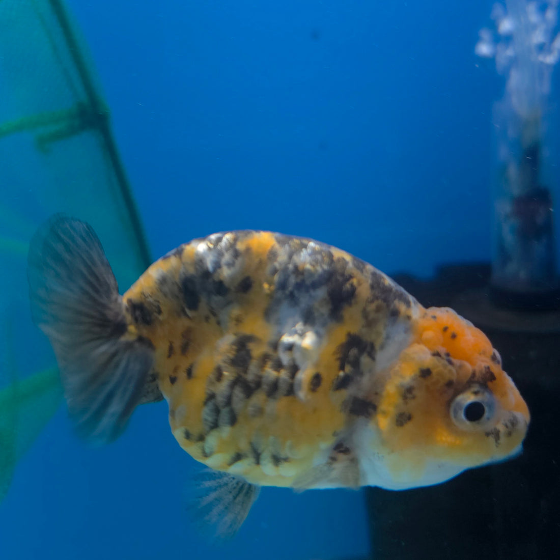 Thai Ranchu Gold Calico 2.5in Female (FEB-706)R3B18